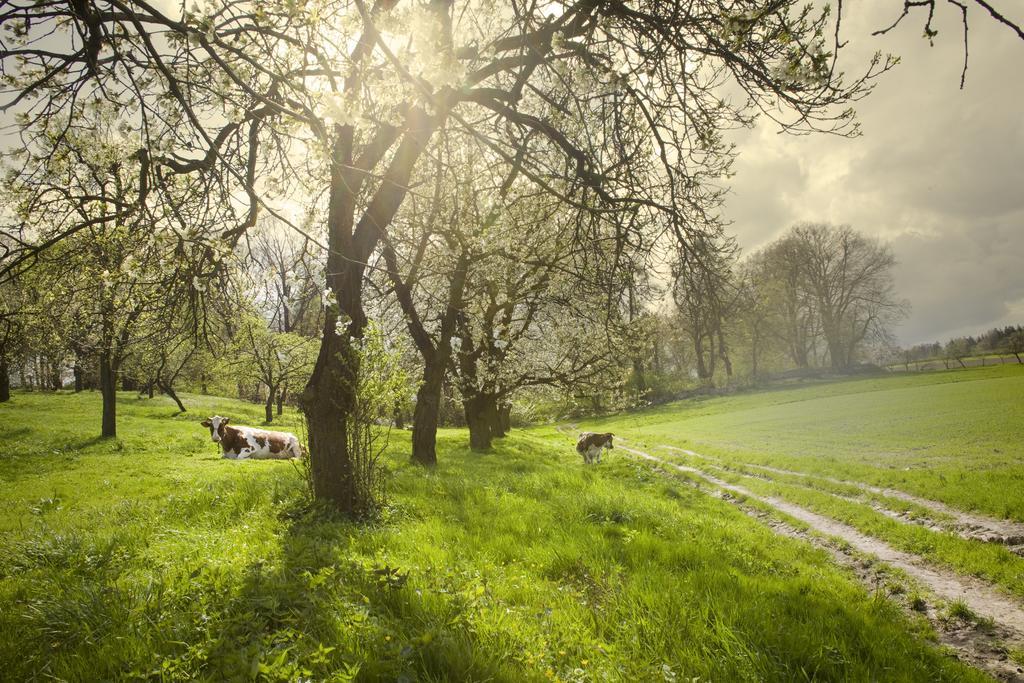 Alba Gora Sw Anny Restauracja I Gora Swietej Anny